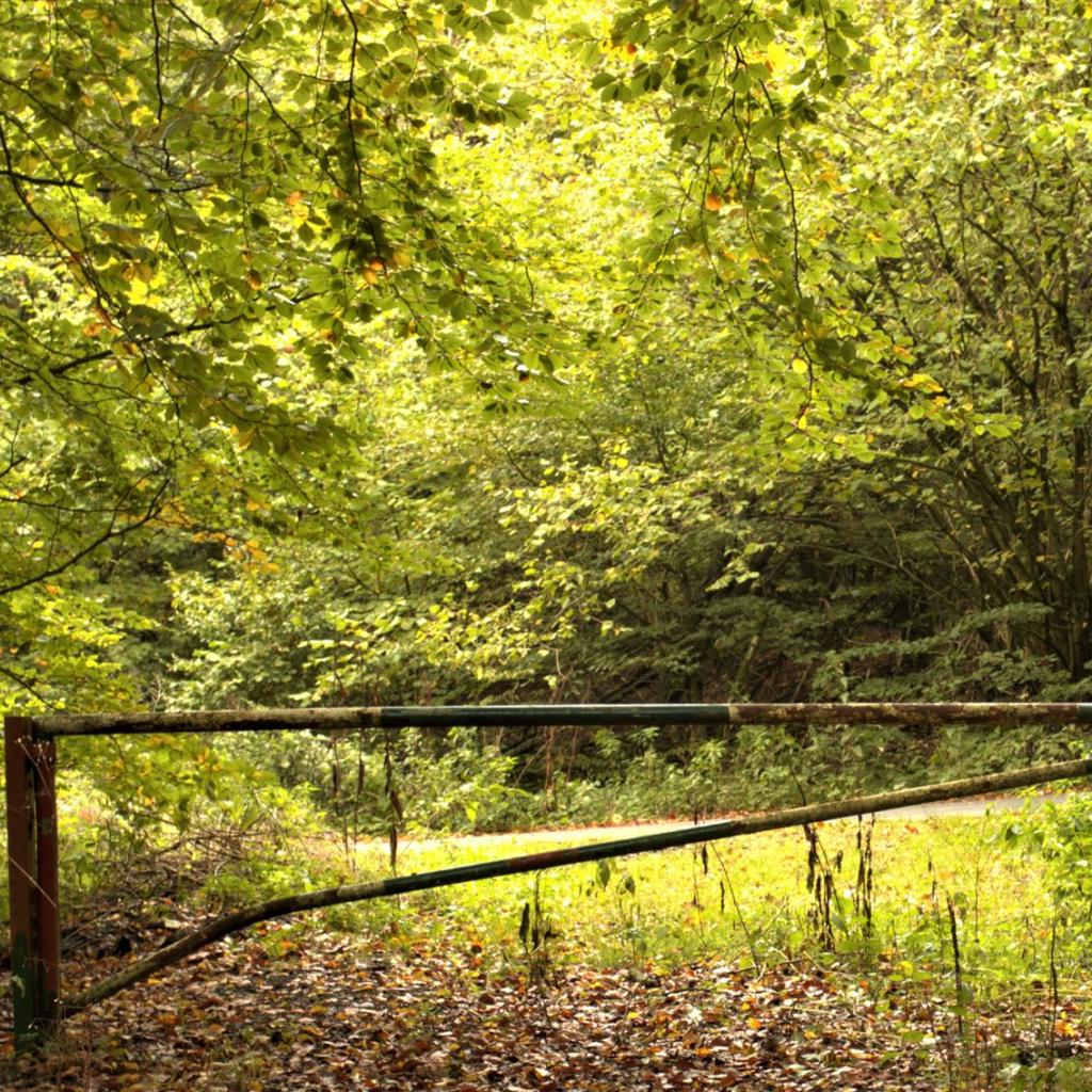 schranke, geschlossen, zu, natur, rost, verschlossen, weg, herbstlich, waldweg, grün, blätter, leuchtend, bäume