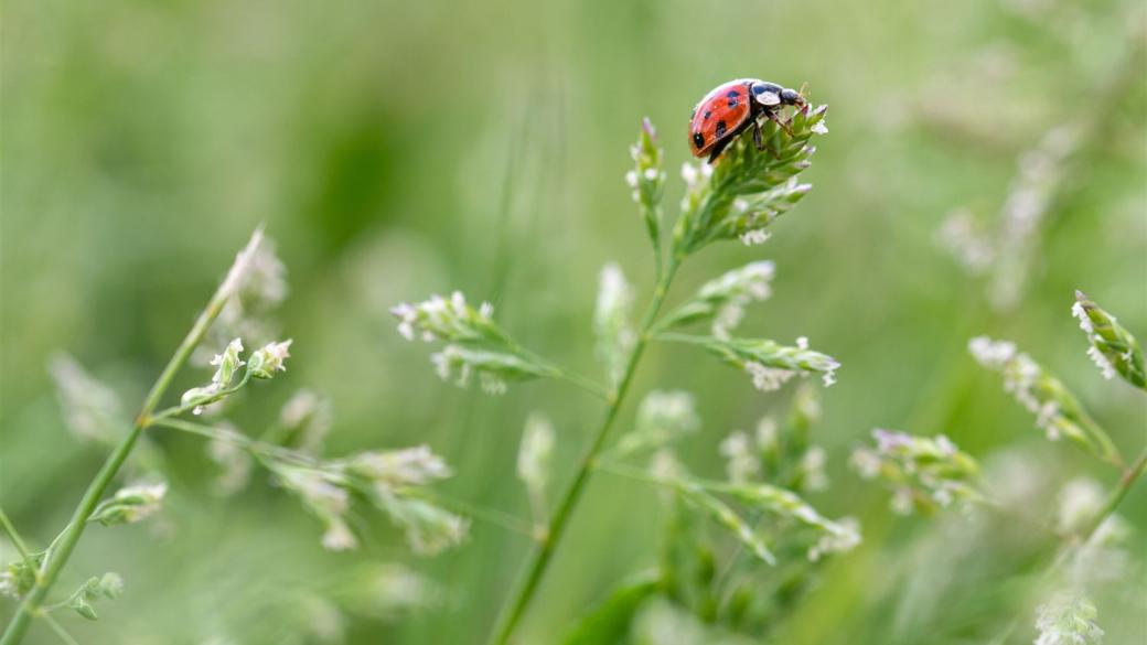 klein, marienkäfer, rot, kräuter, verrückt, grün, marienkäfer, kräuter, kräuter, kräuter, kräuter, kräuter